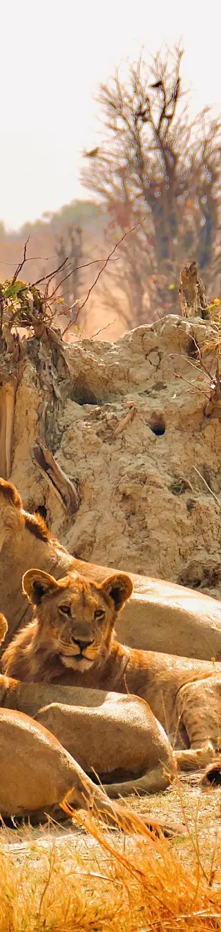 Les Lions de Savute
